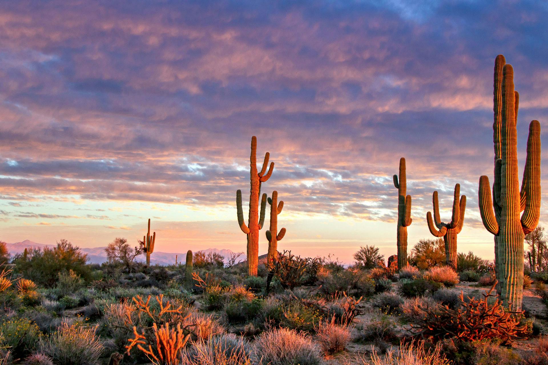 Camping in Scottsdale, AZ: 10 Best Campgrounds in 2024 - Campspot